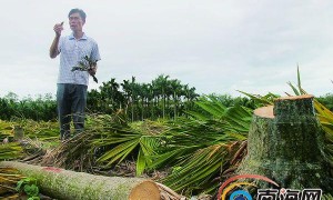 西環(huán)鐵助力三亞開發(fā)西部新城 村民自砍檳榔樹搬遷給力